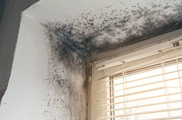 Affordable Basement Mold Removal solutions in Edgewood, KY